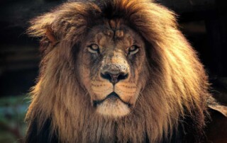 Lion, Kruger National Park, South Africa