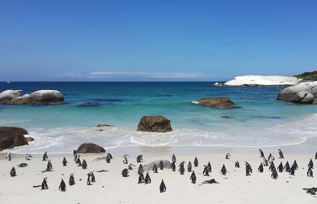 Penguins, Cape Town, South Africa