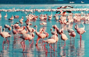 Pink flamingo, Lake Nakuru, Kenya