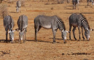 Zebras, Samburu National Park, Kenya