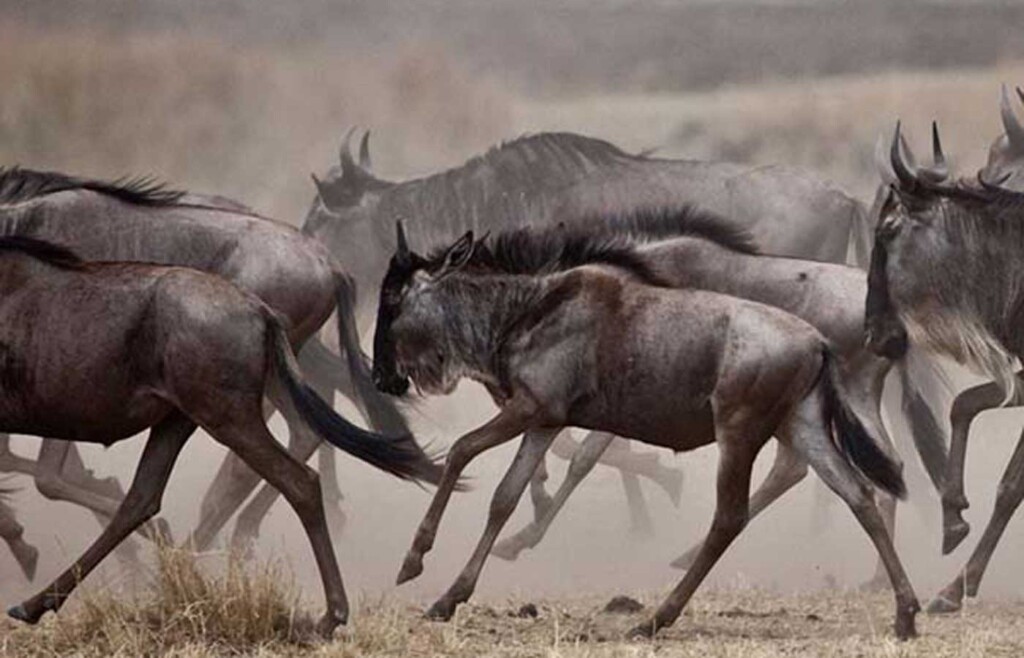 The Great Migration, Kenya