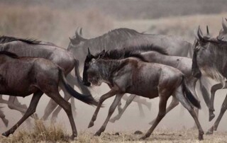 The Great Migration, Kenya