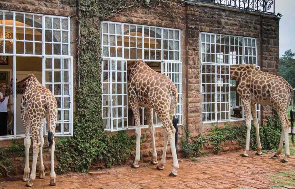 Giraffe Manor, Nairobi, Kenya