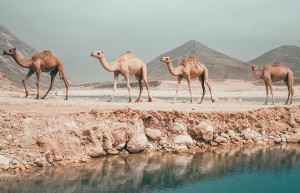 Beach, Salalah, Oman
