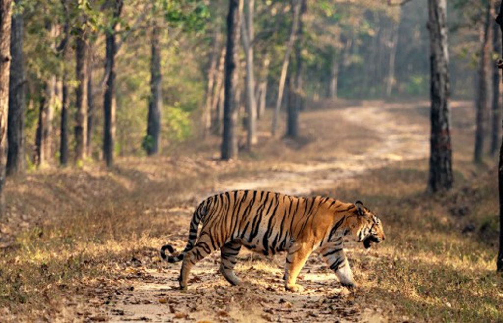 Pench Tiger Reserve, India