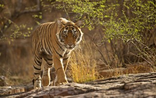 Tiger spotting, SUJÁN SHER BAGH, Ranthambhore National Park, India