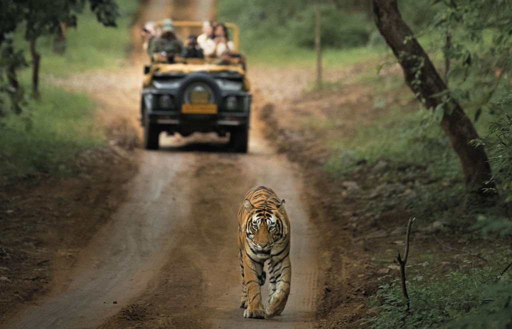 Tiger spotting, SUJÁN SHER BAGH, Ranthambhore National Park, India