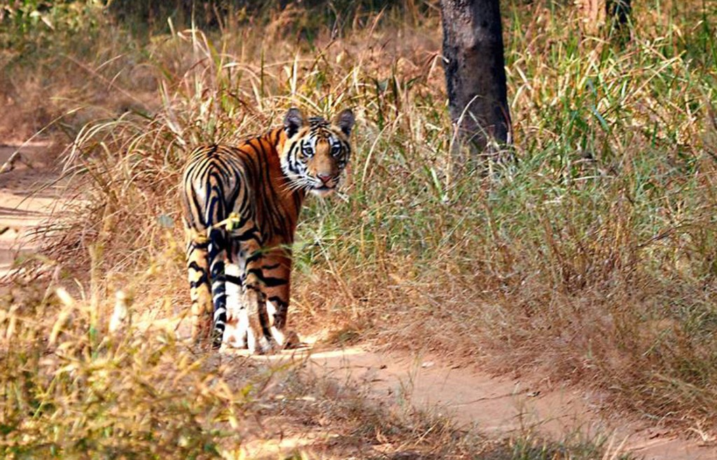 Tiger spotting, Samode Safari Lodge, India