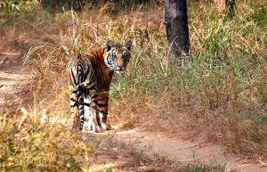 Tiger spotting, Samode Safari Lodge, India