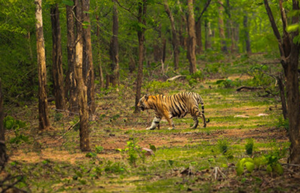 Tadoba Tiger Reserve, India