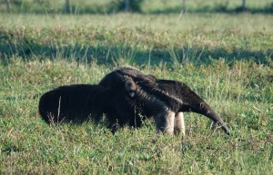 Giant Anteater with baby, Caiman Lodge, Pantanal, Brazil