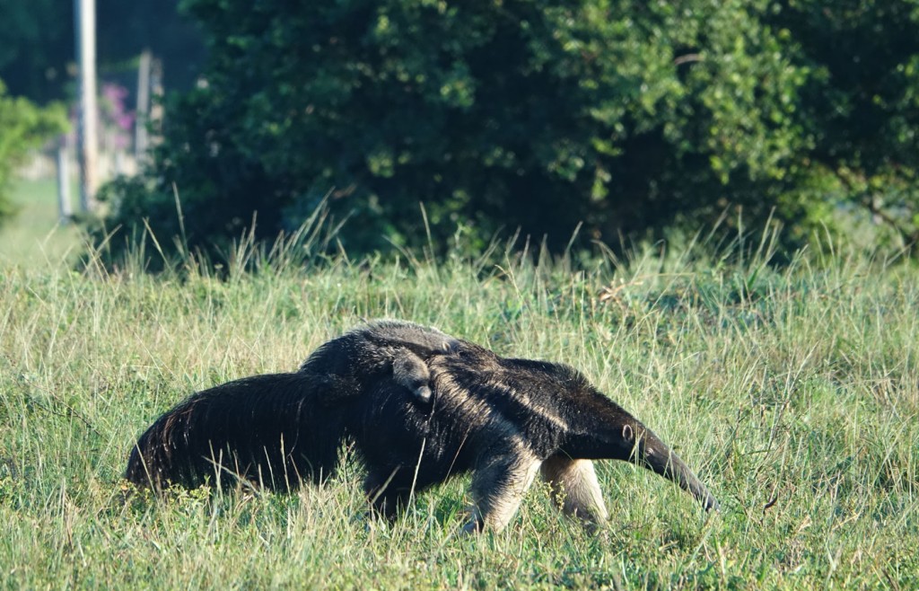 Giant Anteater with baby, Caiman Lodge, Pantanal, Brazil
