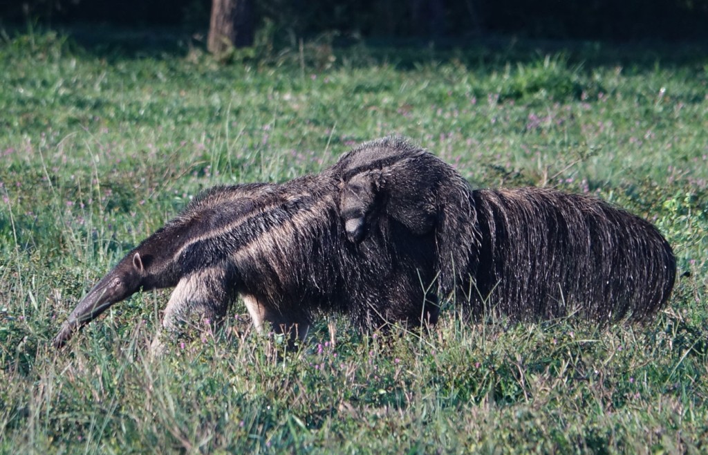 Giant Anteater with baby, Caiman Lodge, Pantanal, Brazil