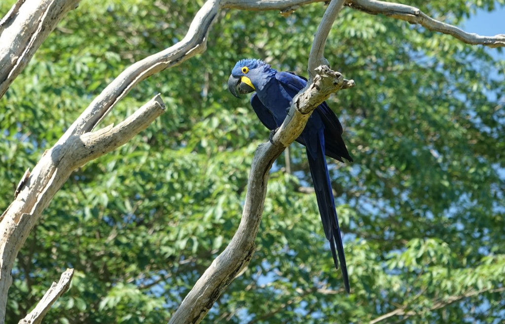 Hyacinth Macaw, Caiman Lodge, Pantanal, Brazil