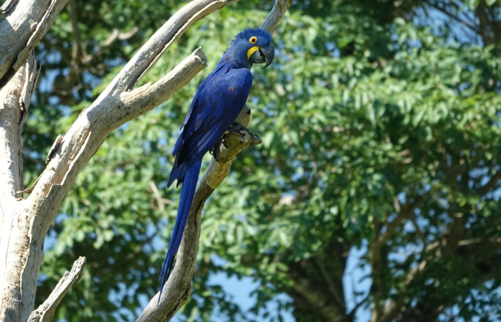 Hyacinth Macaws, Caiman Lodge, Pantanal, Brazil