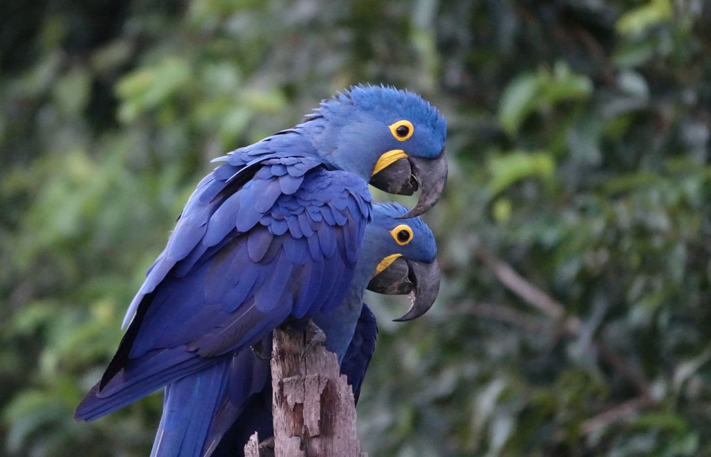 Hyacinth Macaws, Caiman Lodge, Pantanal, Brazil