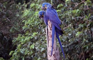 Hyacinth Macaws, Caiman Lodge, Pantanal, Brazil