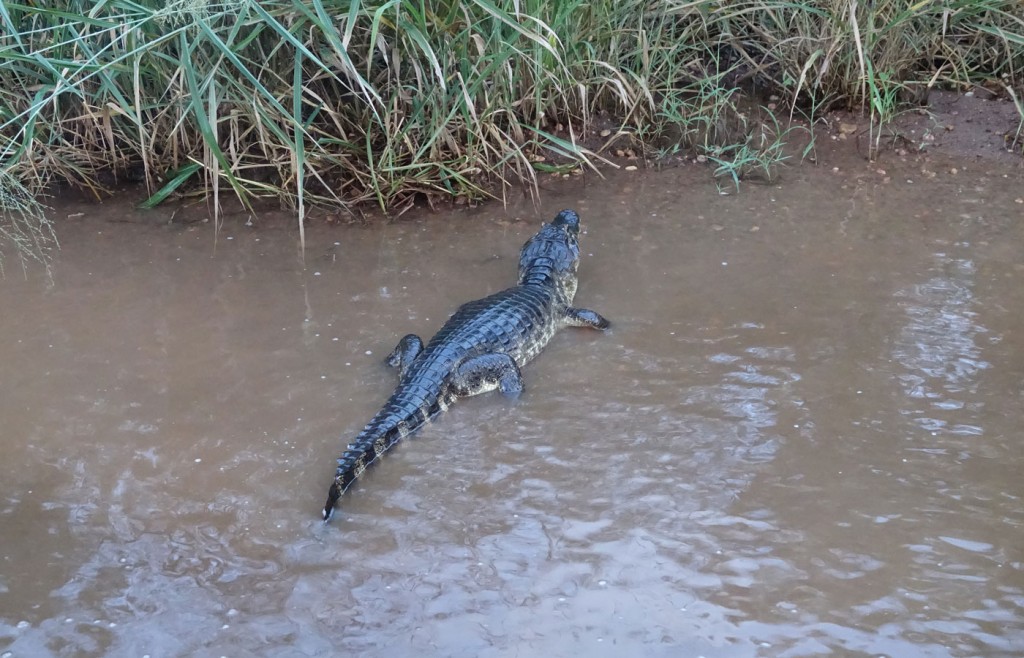 Black Caiman, Caiman Lodge, Pantanal, Brazil