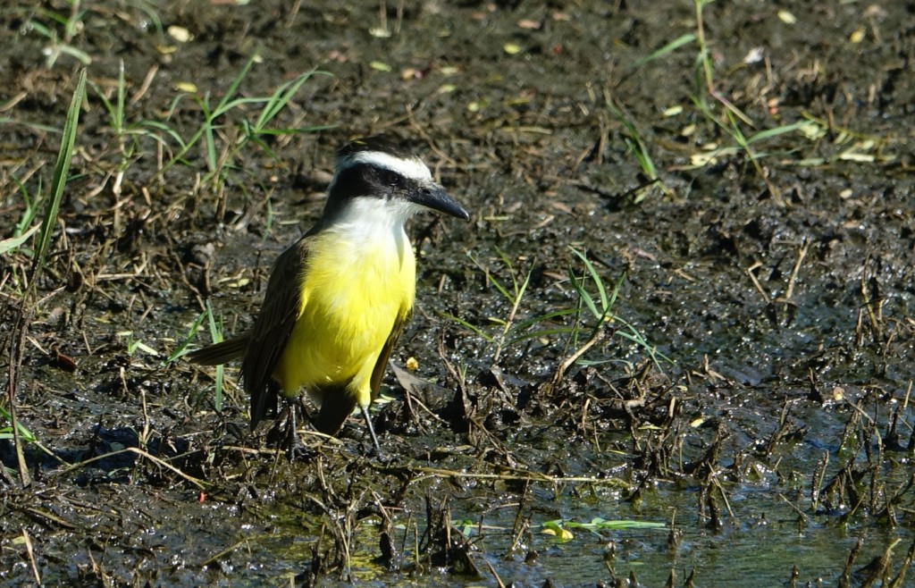 Boat-billed Flycatcher, Caiman Lodge, Pantanal, Brazil