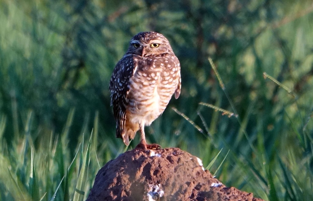 Burrowing Owl, Caiman Lodge, Pantanal, Brazil