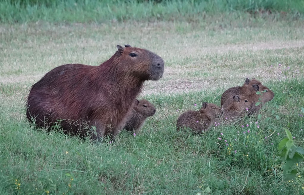 Capybaras, Caiman Lodge, Pantanal, Brazil