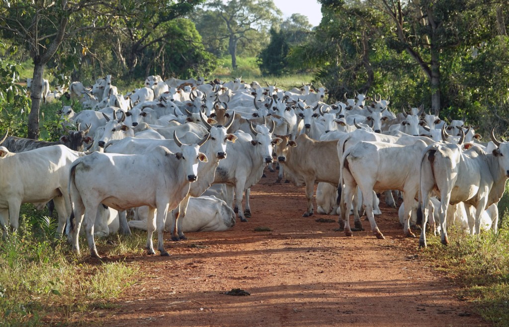 Cattle, Caiman Lodge, Pantanal, Brazil