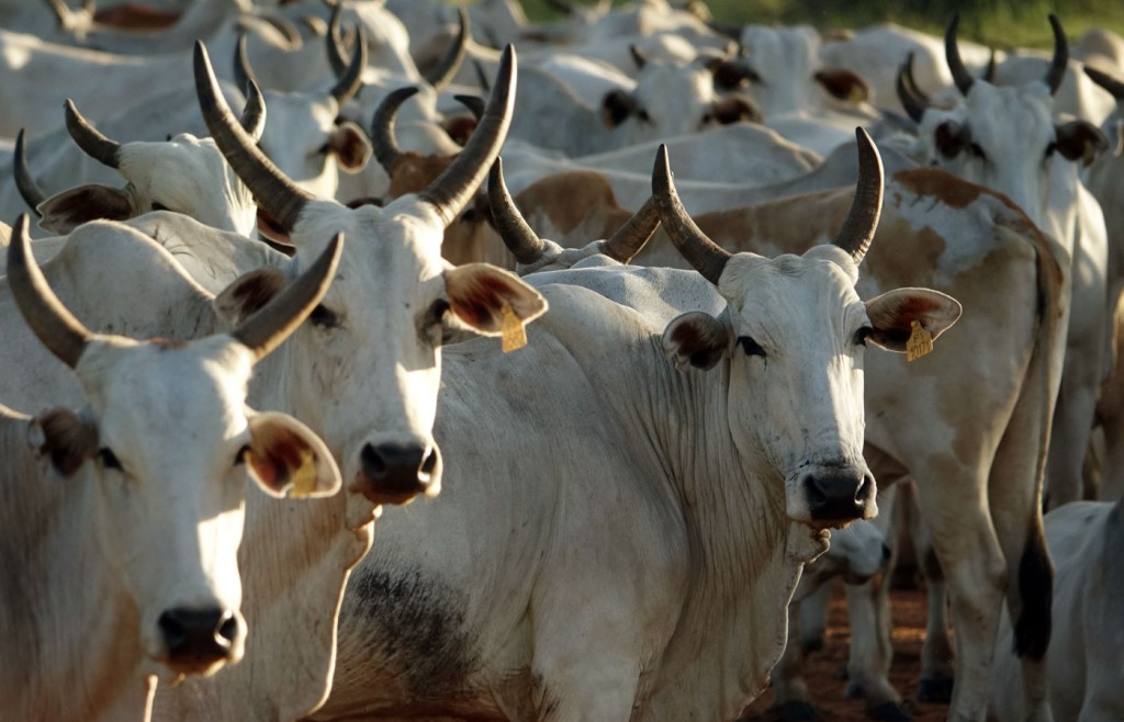 Cattle, Caiman Lodge, Pantanal, Brazil