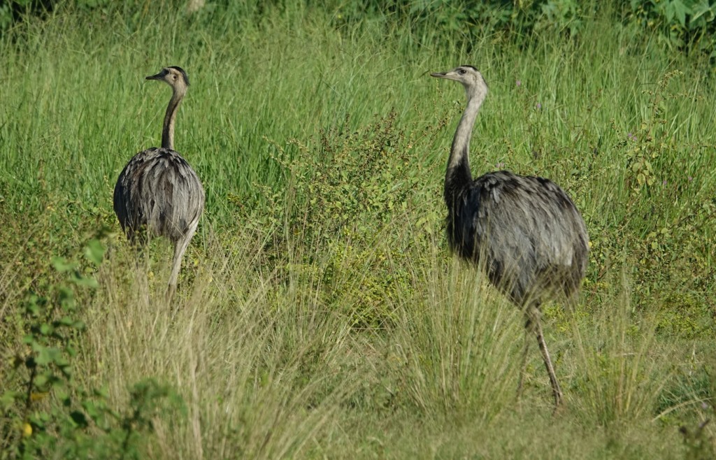 Greater Rheas, Caiman Lodge, Pantanal, Brazil