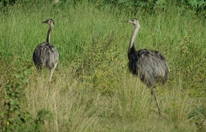 Greater Rheas, Caiman Lodge, Pantanal, Brazil