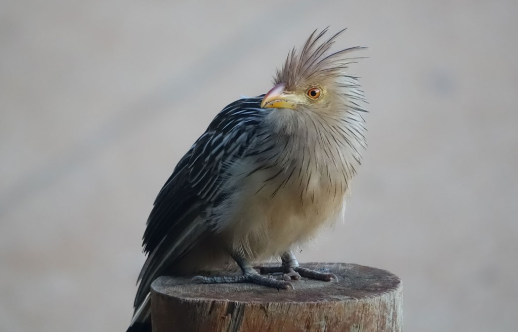 Guira Cuckoo, Caiman Lodge, Pantanal, Brazil