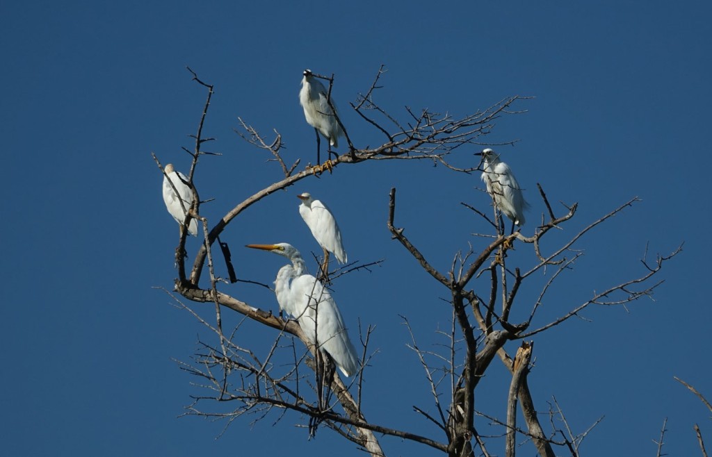 Herons, Caiman Lodge, Pantanal, Brazil
