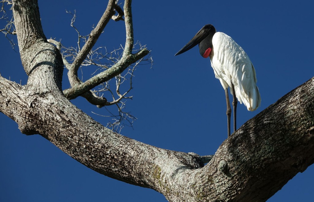 Jabiru Stork, Caiman Lodge, Pantanal, Brazil