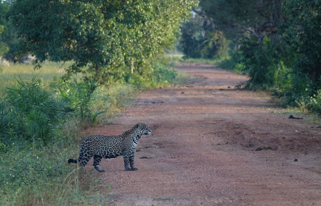 Jaguar, Caiman Lodge, Pantanal, Brazil