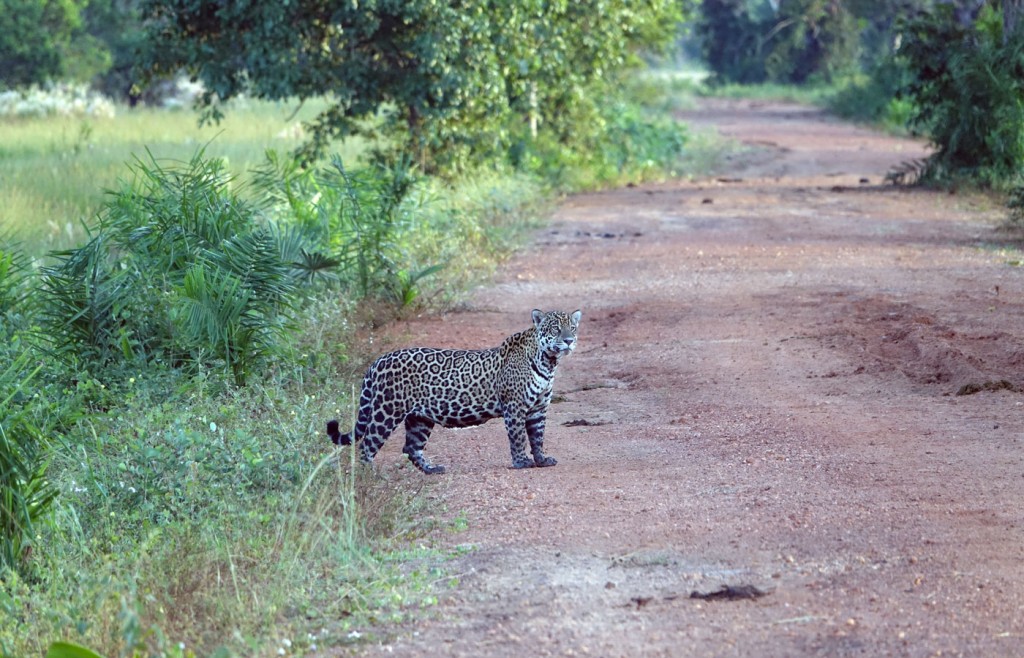 Jaguar, Caiman Lodge, Pantanal, Brazil