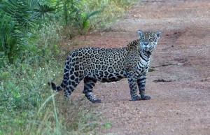 Jaguar, Caiman Lodge, Pantanal, Brazil