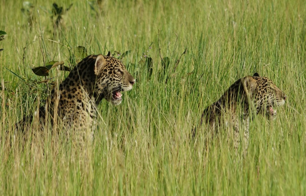 Jaguars, Caiman Lodge, Pantanal, Brazil