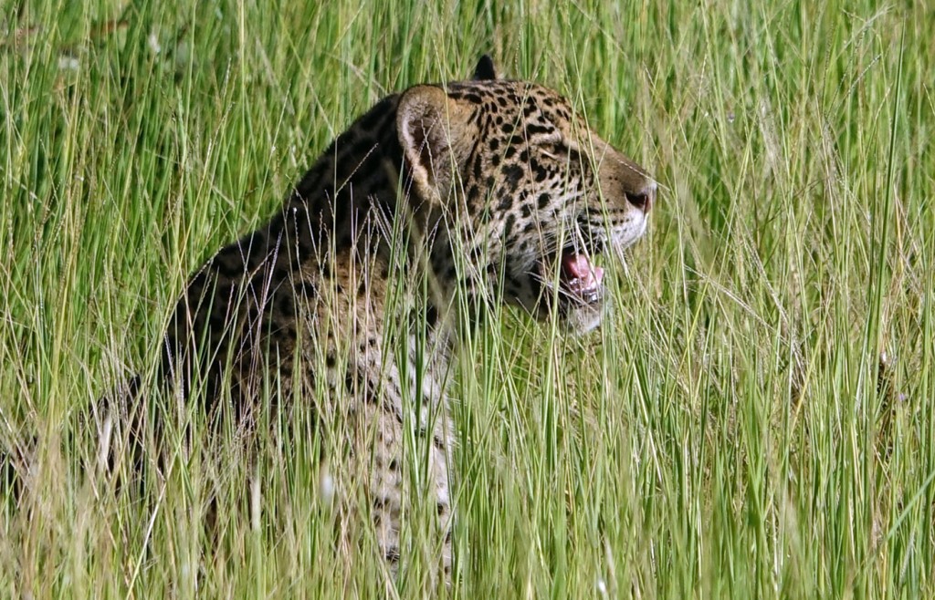 Jaguar, Caiman Lodge, Pantanal, Brazil