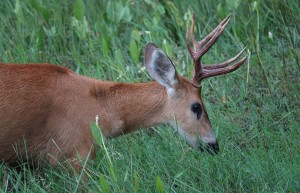 Marsh Deer, Pantanal, Brazil
