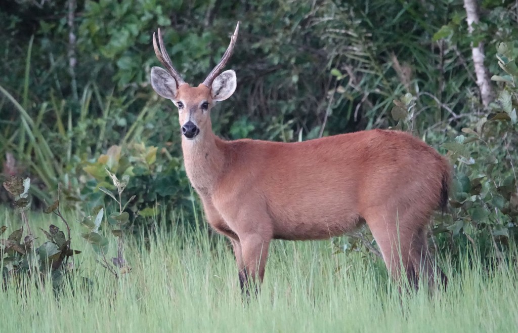 Marsh Deer, Pantanal, Brazil