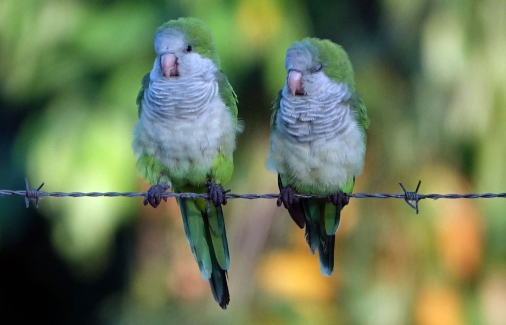 Parakeets, Pantanal, Brazil