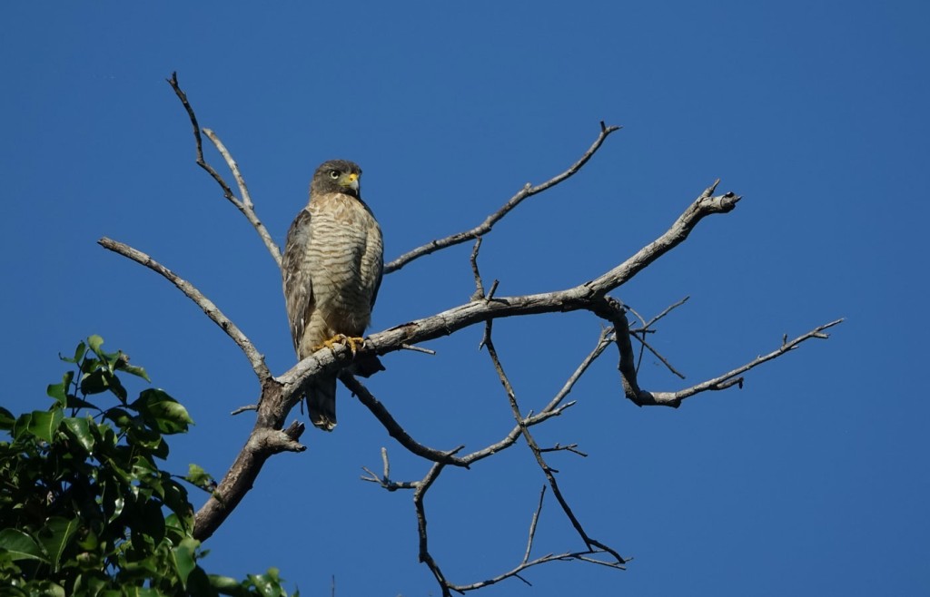 Savannah Hawk, Pantanal, Brazil