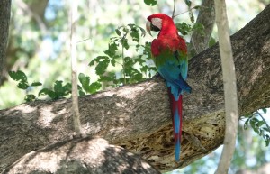 Scarlet Macaw, Pantanal, Brazil