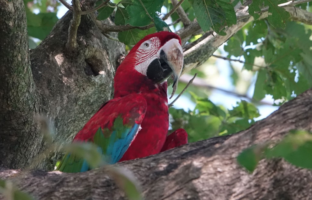 Scarlet Macaw, Pantanal, Brazil