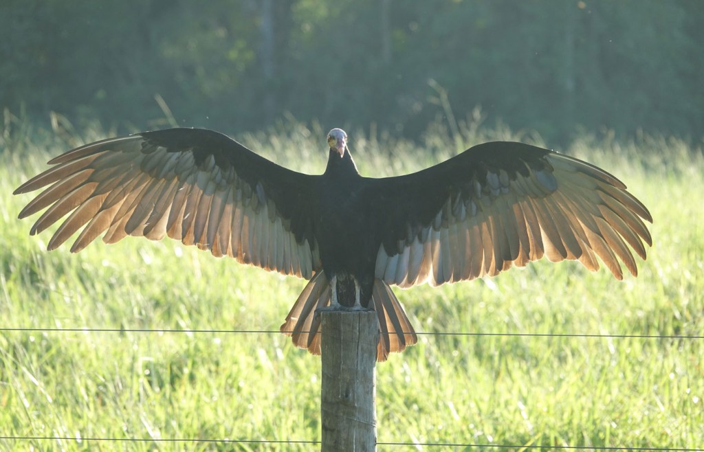 Vulture, Pantanal, Brazil