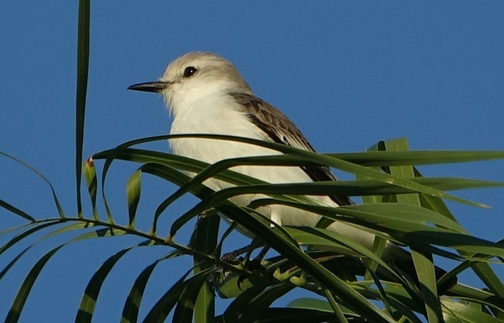 White rumped Monjita, Pantanal, Brazil