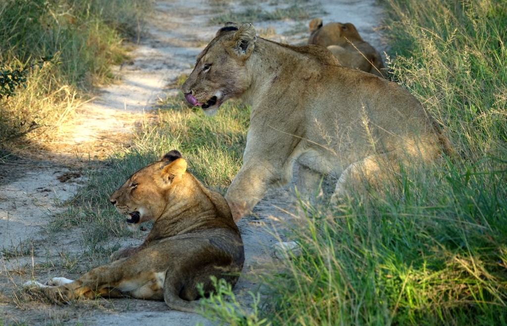 Lions, Sabi Sand Private Game Reserve, South Africa