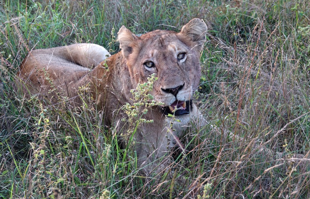 Lion, Sabi Sand Private Game Reserve, South Africa