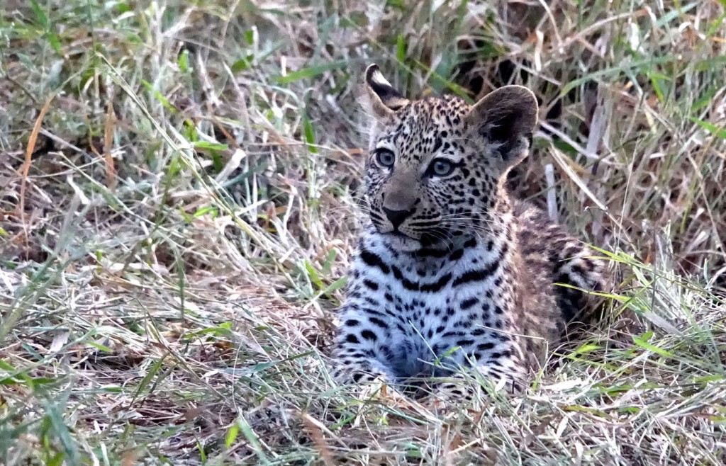 Leopard, Sabi Sand Private Game Reserve, South Africa