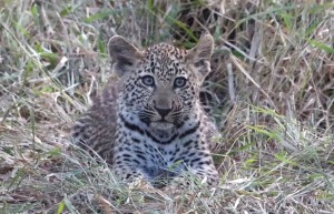 Leopard, Sabi Sand Private Game Reserve, South Africa