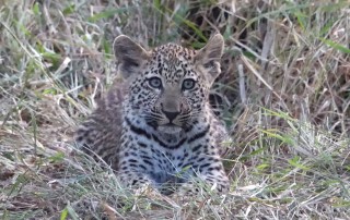 Leopard, Sabi Sand Private Game Reserve, South Africa